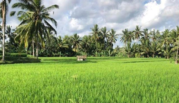 Land Banking Ubud